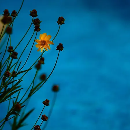 Апартаменты The Cliff Lux Obzor, Burgas, Bulgaria Обзор