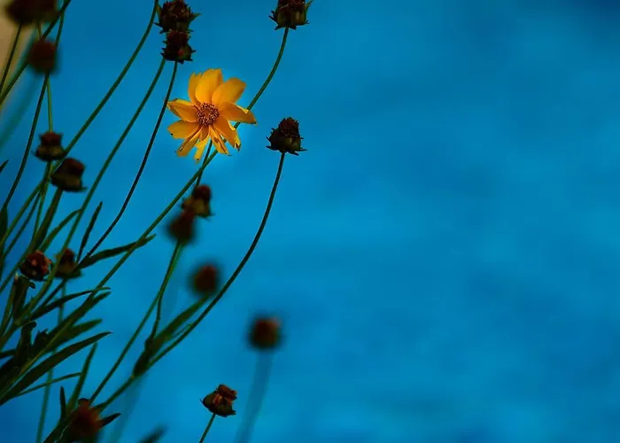 Апартамент The Cliff Lux Obzor, Burgas, Bulgaria Обзор